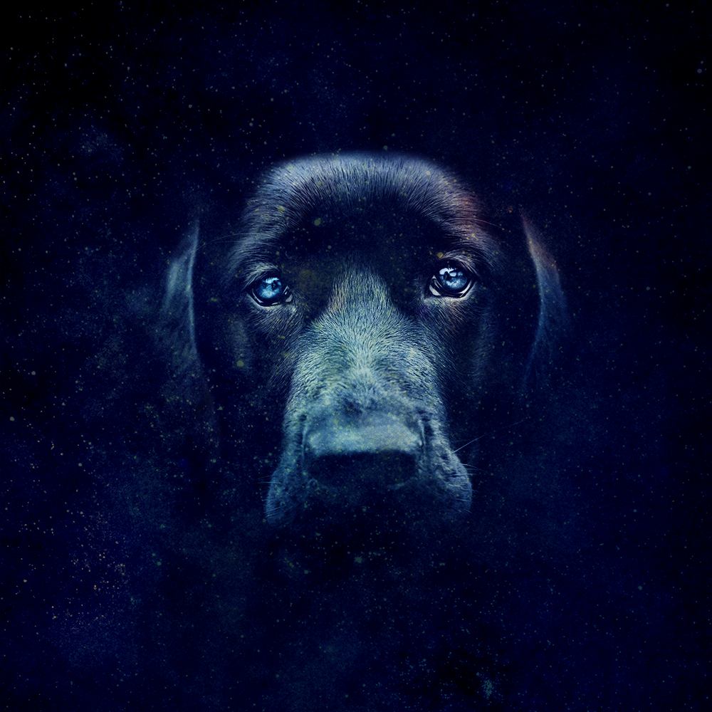 -- space dog