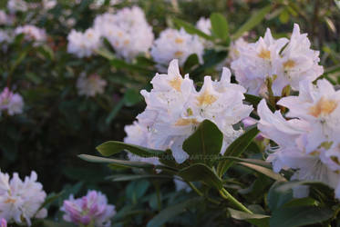 Rhododendron II