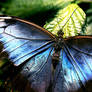 On Tattered Wings