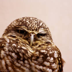 Grump Owl