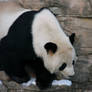 Big Bear on a Tiny Ledge