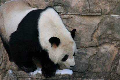 Big Bear on a Tiny Ledge