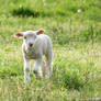 First Lamb