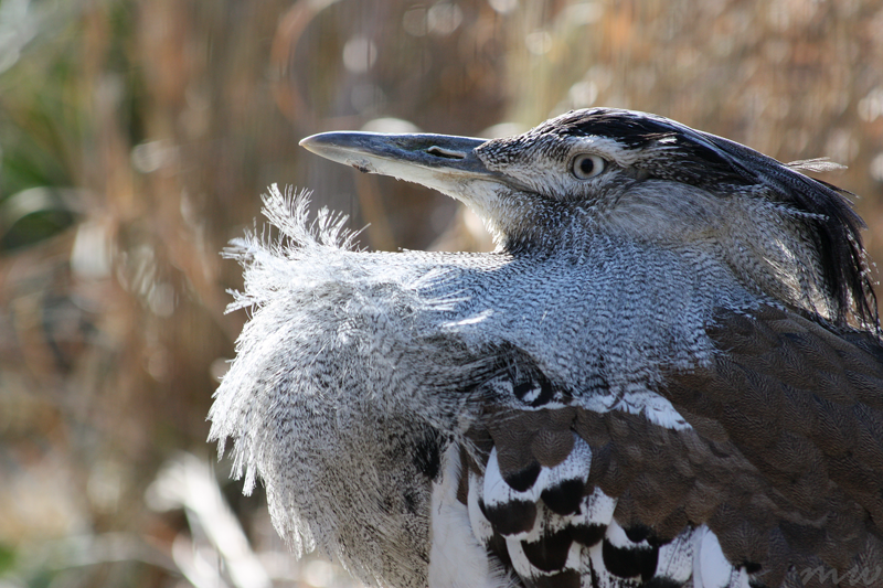 Sunlit Bustard