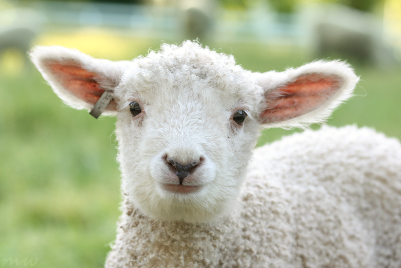 Lamb Barn. Happy Lamb. Lamb. Happy Lamb Barn.