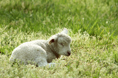 Lamb Dreams