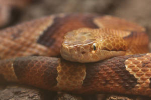 Copperhead