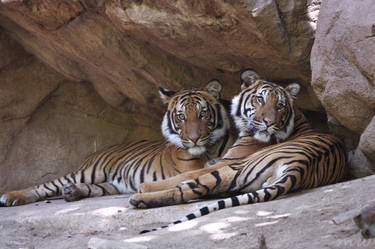 Tiger Bros