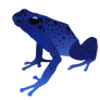 Azureus