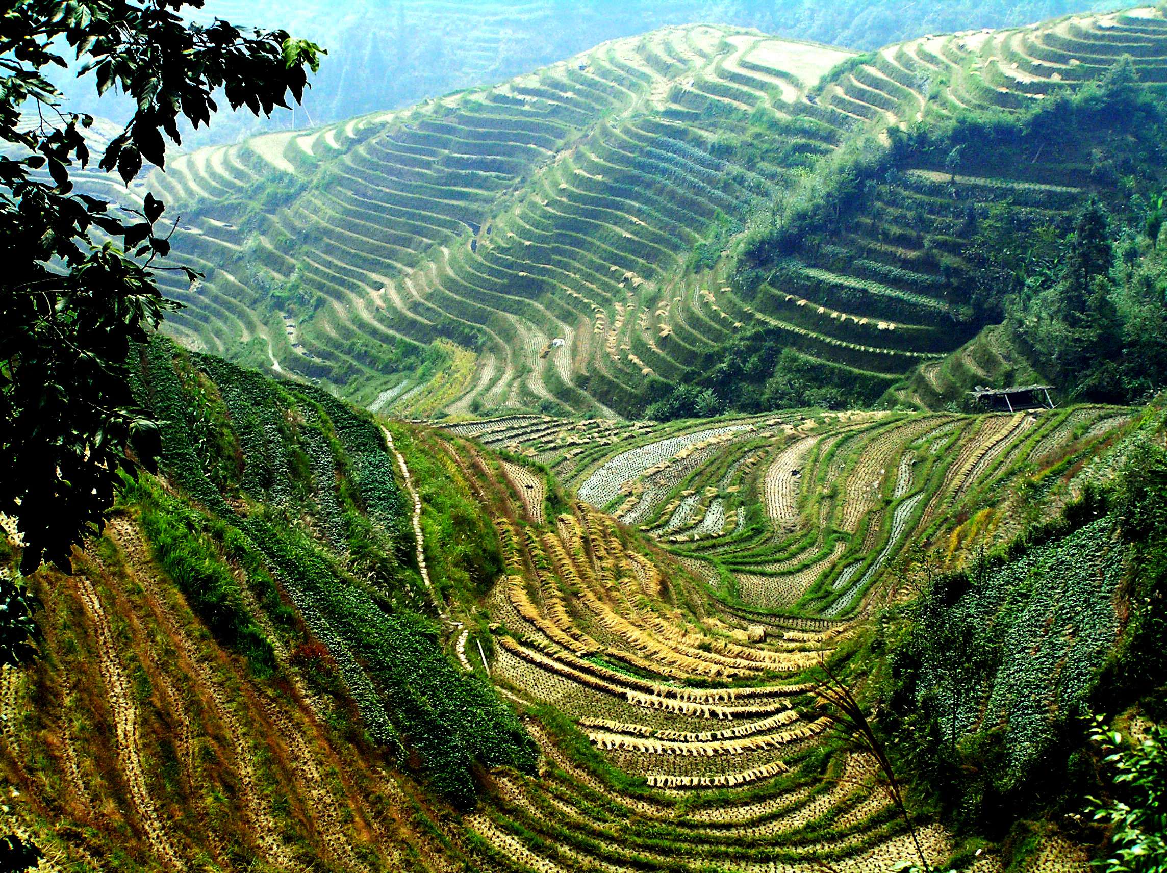 Green Terraces China