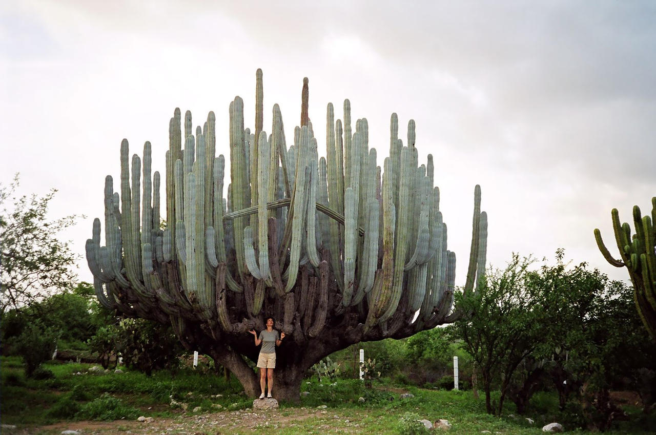 cactus tree ile ilgili görsel sonucu