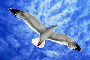 Seagull in The Sky