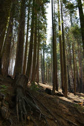 Yosemite NP