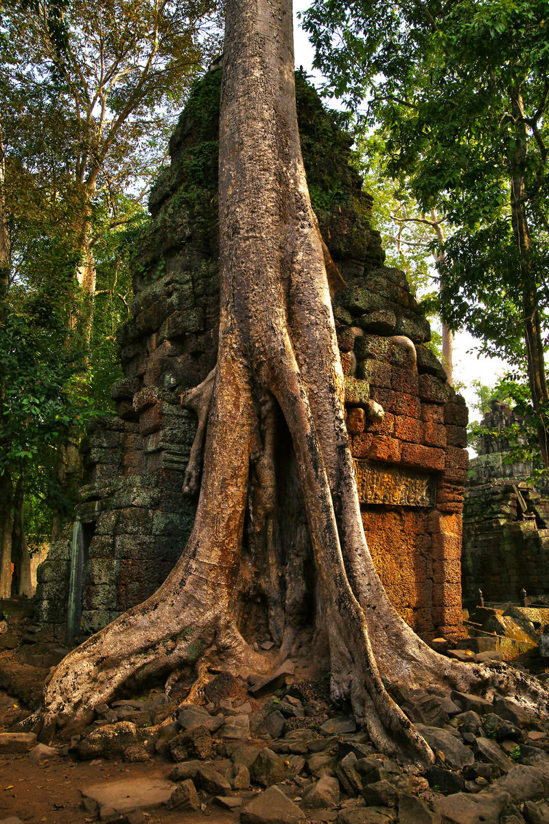 Ta  Prohm 2