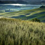 Misty Morning in Tuscany 2