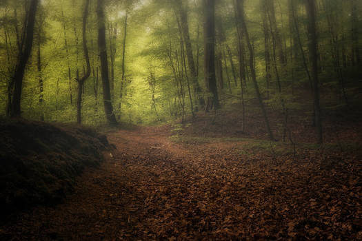 Foggy forest