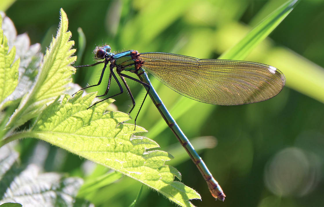 The first dragonfly this spring by CitizenFresh on DeviantArt