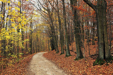 Beech alley