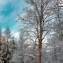 Winter artistry 2