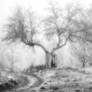 Old tree on a frosty day in the fog