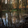 Mysterious forest