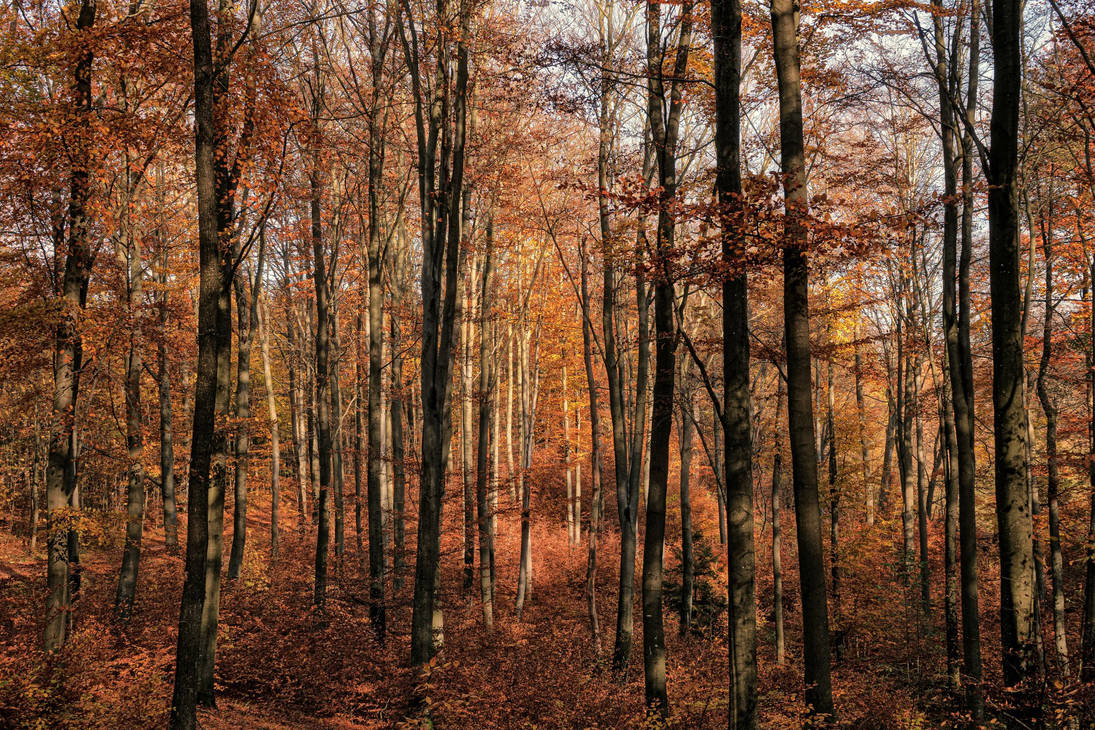 Artistry of nature 31 by CitizenFresh on DeviantArt