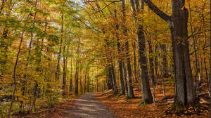 Artistry of autumn 6