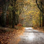 Autumn artistry 9 - autumn tunnel