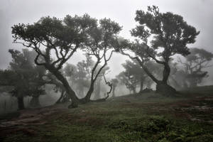 The magical forest of Fanal - Madeira- 4