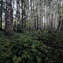 Birch - a symbol of life and rebirth