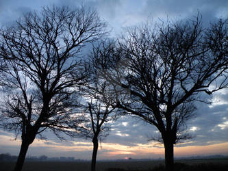 Three trees