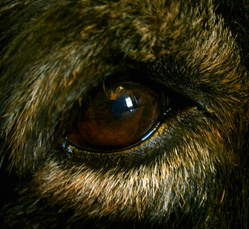 dog eye