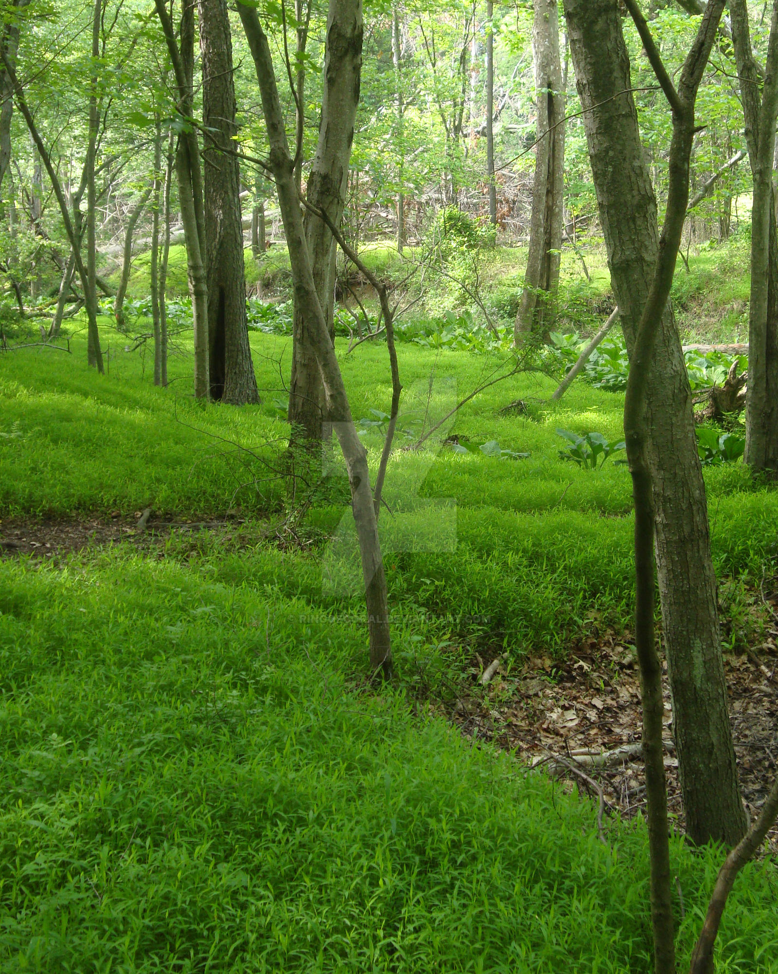 Soldier's Delight Path by Ringofcoral on DeviantArt