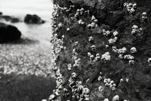 barnacles image test