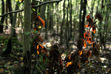 Firey Leaves