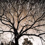 Reflective Tree Puddle