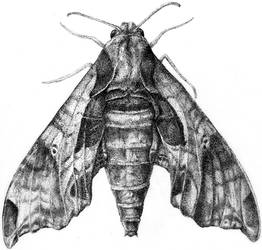 Stippled moth