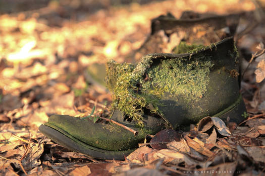 Moss on a Boot