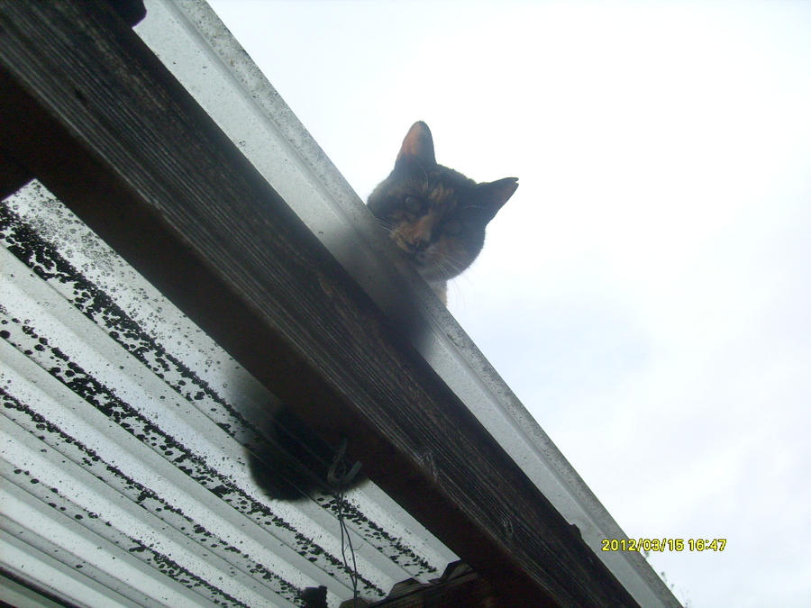 Nugget's on the Patio Roof!