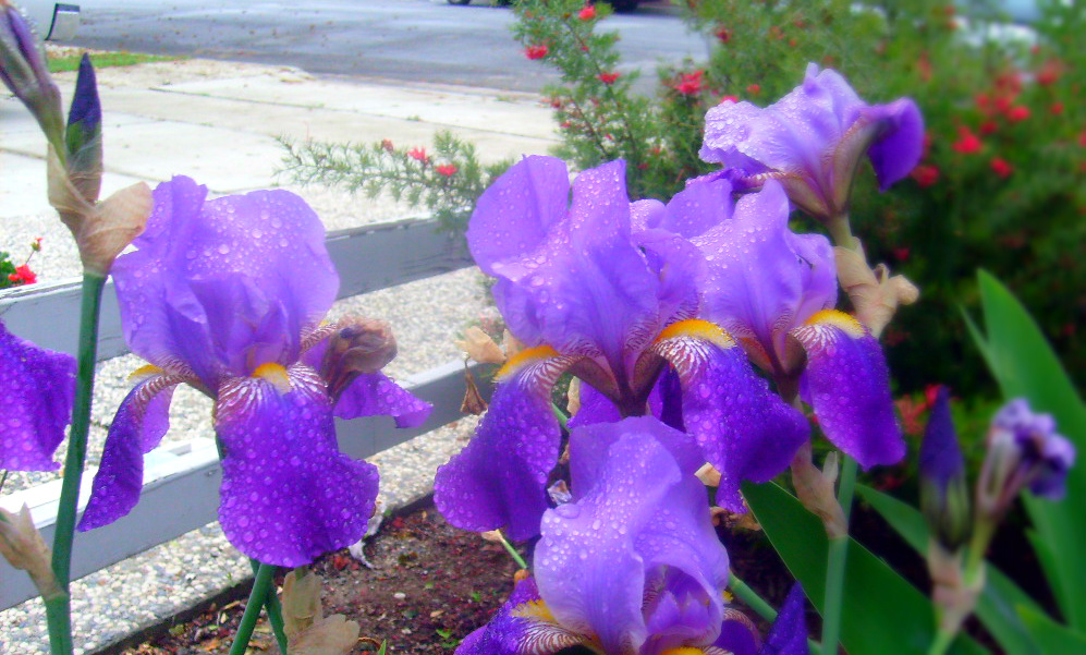 Bunches of Dew-Dropped Irises