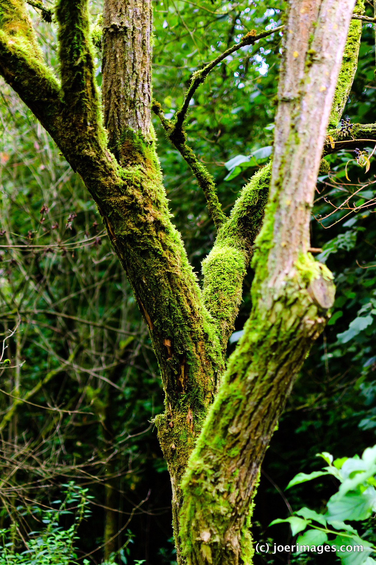 Mossy Branches