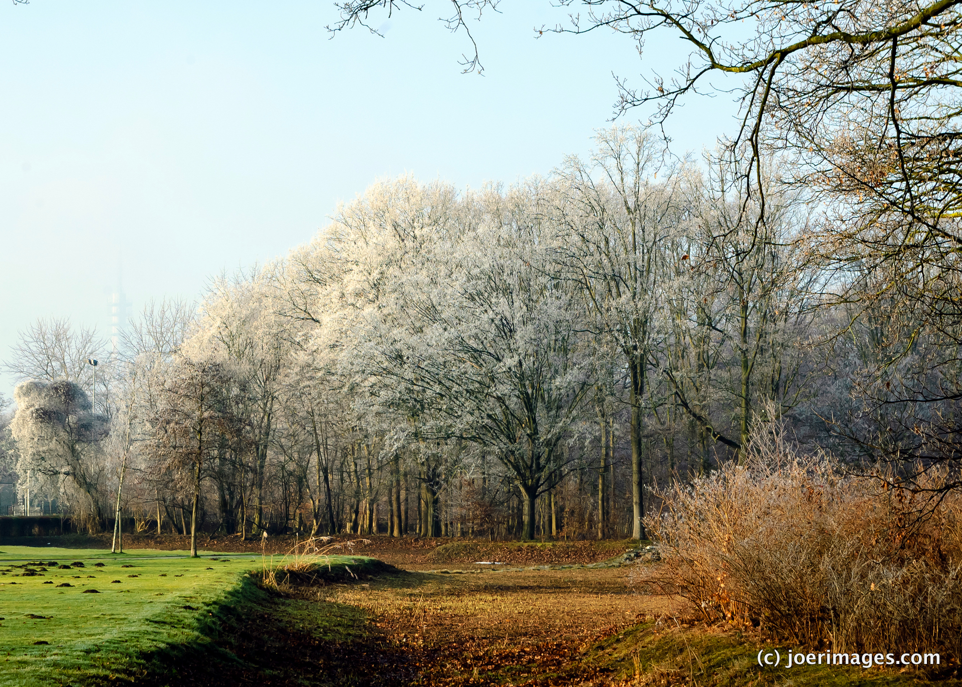 Frosty Forest