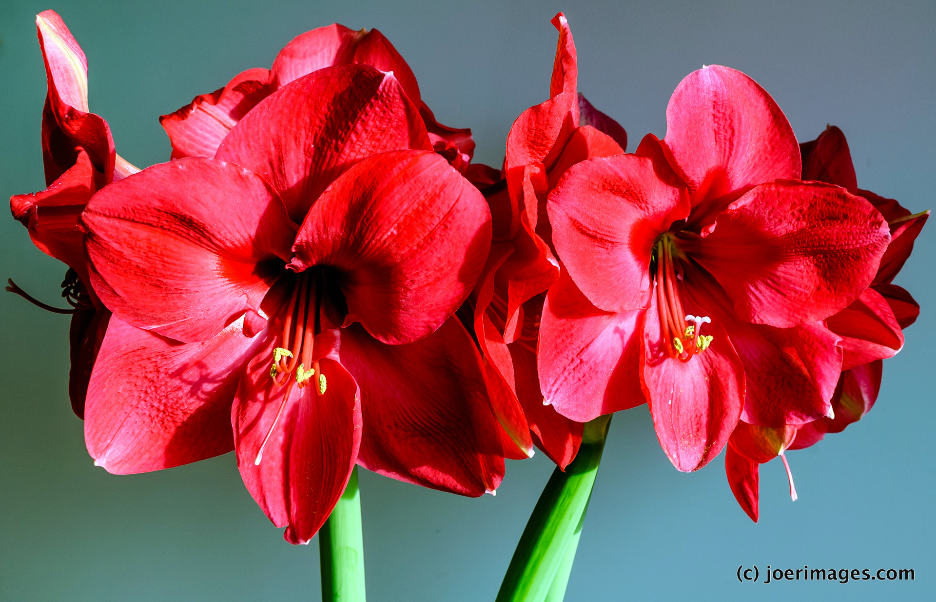 Amaryllis