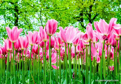 Pink tulip forest