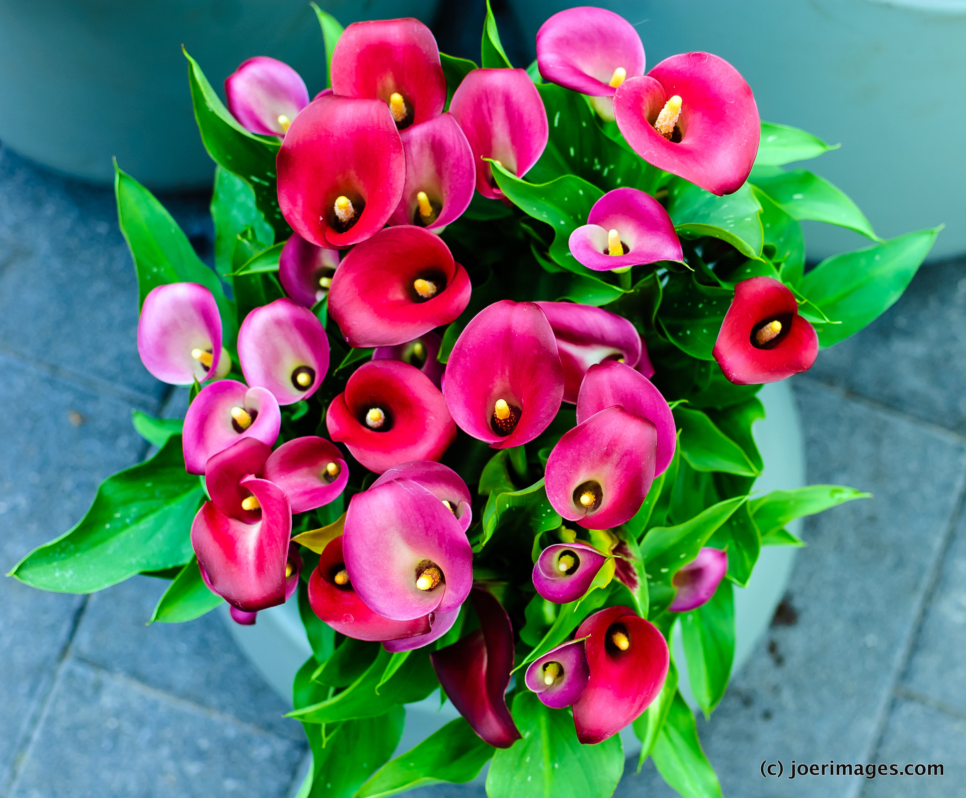 Calla lilies