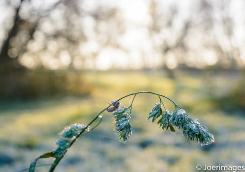 First Frost