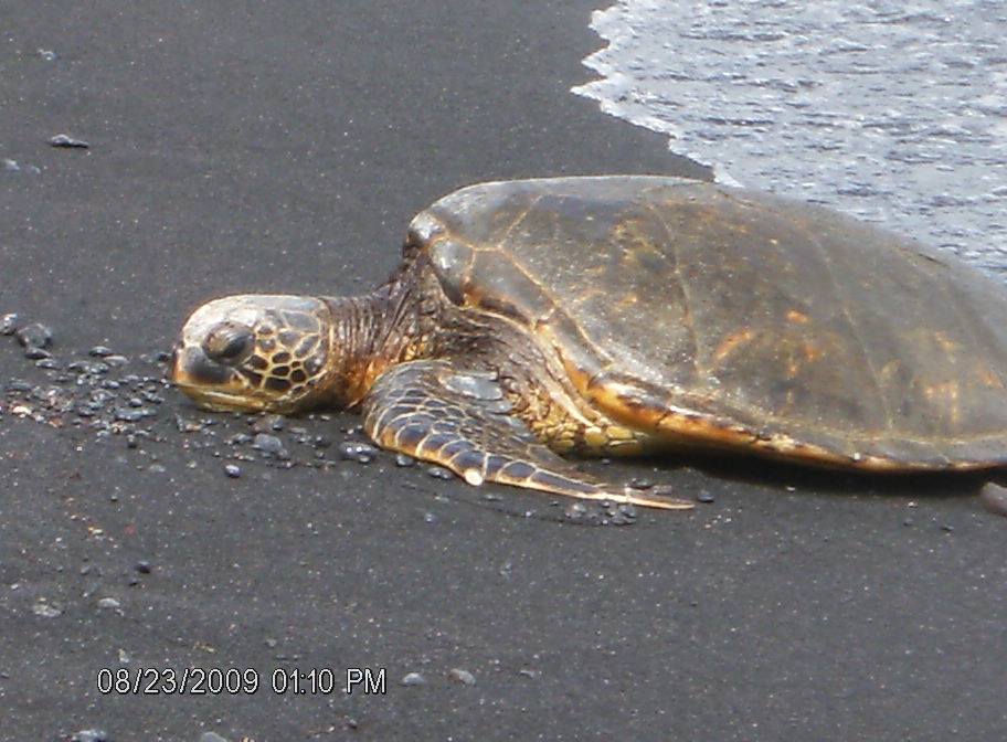 Sea Turtle