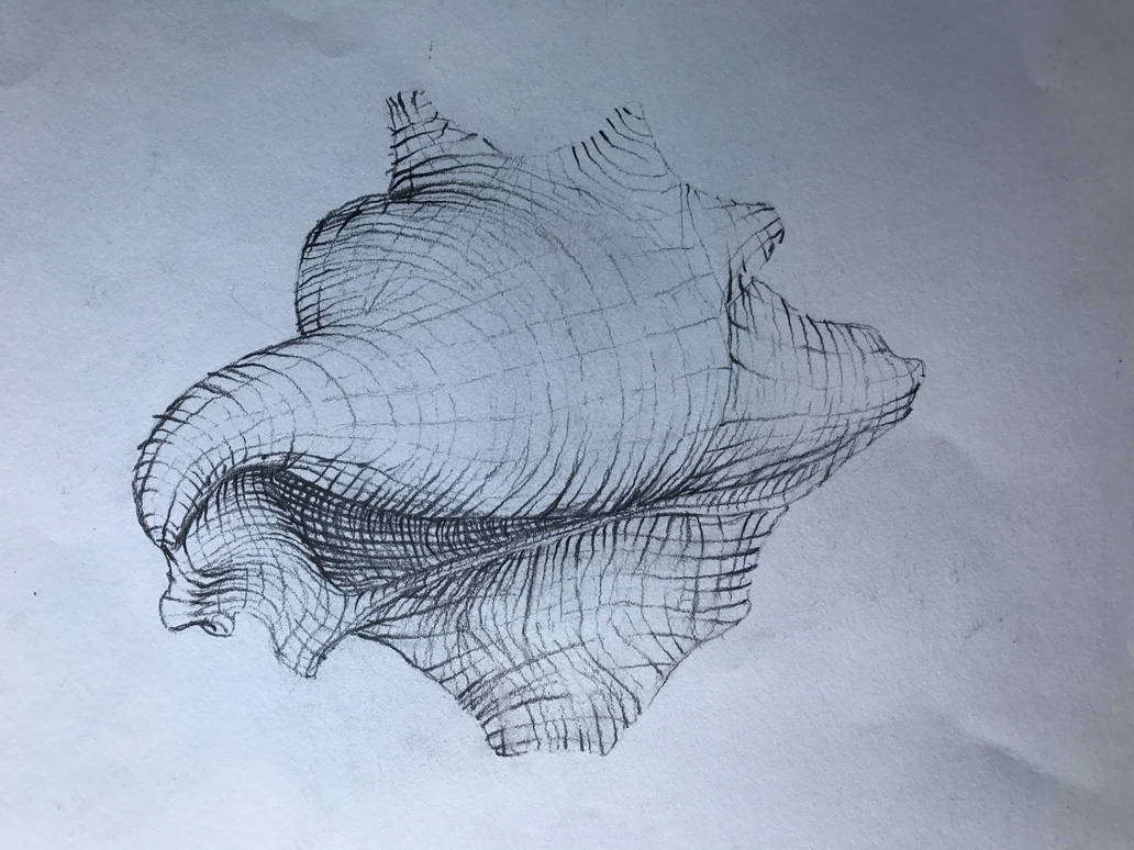 Seashell sketch with contour lines. by VyporX on DeviantArt