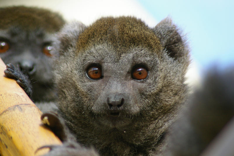 Gentle Lemur II