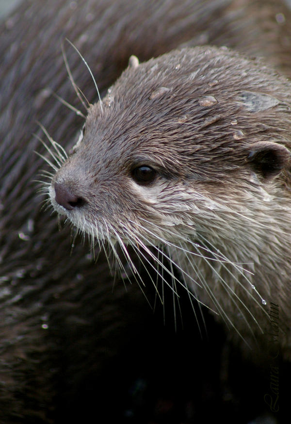 Otter II